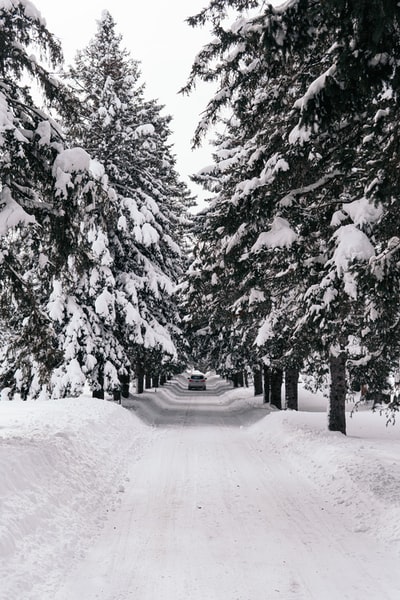 白天树木之间的积雪覆盖的道路
